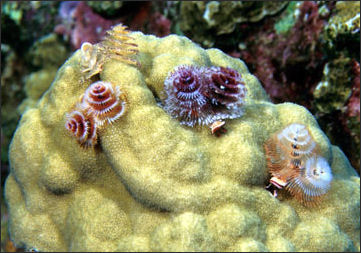 20110307-NOAA worm xmasworms_100.jpg